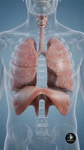🫁 How Humans Breathe | The Amazing Journey of Oxygen