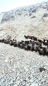 Himalayan goat (chyangra)🐐🐐😘❤️ #travel #RefreshingVibes #adventure #chyangra #mustanglife #explore #naturephotography #Nepal #nature #greenvillageresort #foryourpage | Green Village Resort