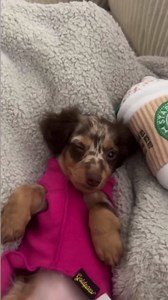 Cute dachshund body tea moment