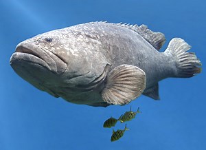 Plans Approved To Reopen Goliath Grouper Fishing In Florida For First Time In 30 Years | Whiskey Riff