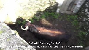 21K views · 246 reactions | Check out this Brand NEW VÍDEO, now available on YouTube, on the Fernando JC Pereira channel. See the change of pasture for this wild breeding specimen from the JAF ranch. Terceira Island, Azores, Portugal. @seguidores | Fernando JC Pereira | Facebook