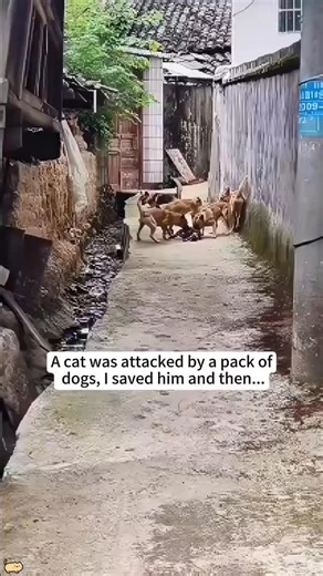 CuddlePetsSanctuary on Instagram: "I found a cat being attacked by a pack of dogs. He was screaming, terrified, and fighting for his life. I didn’t think — I just ran. Somehow, I managed to pull him away and get him to safety. His little body was shaking. There were bite wounds, blood, and so much fear in his eyes… but he was still alive. I rushed him to the vet immediately. He has deep puncture wounds, possible internal injuries, and needs urgent treatment, antibiotics, and monitoring. He survi