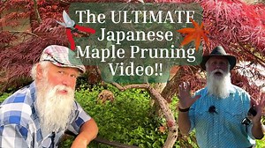 37K views · 295 reactions | Hey Good People! Pruning a Japanese Maple...