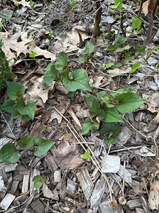 The fight against fish mint: How to deal with invasive plants in your Northeast Ohio garden