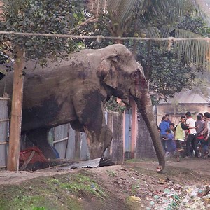 Giant Elephant Enters In Old Village - What happen next #wildanimal #wildlife #nature | Wild Animals TV
