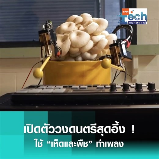 TNN Tech on Instagram: "วงดนตรี Bionic and the Wires สร้างสรรค์ผลงานดนตรีอันเป็นเอกลักษณ์ โดยพัฒนาเทคโนโลยีที่สามารถแปลงสัญญาณไฟฟ้าชีวภาพภายในเห็ดและพืชให้กลายเป็นเสียงเพลง โดยหลักการทำงาน คือการเชื่อมต่อพืชเข้ากับอุปกรณ์ที่ใช้วัดสัญญาณไฟฟ้าชีวภาพภายใน จากนั้นสัญญาณ จะถูกแปลงเป็นภาษาดนตรีที่เรียกว่า มิดิ (MIDI) หรือ Musical Instrument Digital Interface โดยจะมีความหมายเป็นโน้ตดนตรี และค่าการควบคุมลักษณะเสียงต่าง ๆ ที่ส่งต่อไปยังแขนหุ่นยนต์ เพื่อให้มันเคลื่อนไหวเล่นเครื่องดนตรี ตามสัญญาณที่ได้รับม