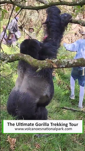 Top Gorilla trekking- (ultimate guide )- in Volcanoes National park #reels