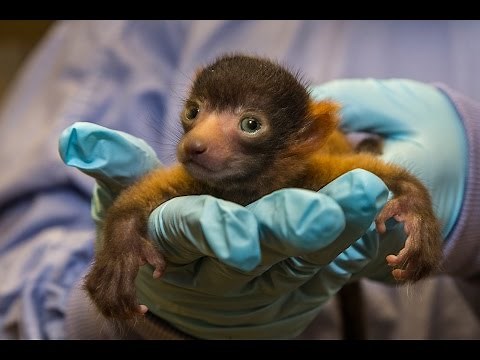 Rare Red Ruffed Lemur Born at San Diego Zoo