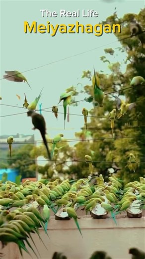 5000+ Parrots Visit This Home Daily 🦜 | Chennai Parrot Man