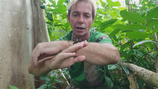 Getting up close with the largest golden orb weaver spiders in the world
