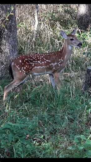 Baby Deer Is Starting To Loss Its Spots! September 12th, 2025