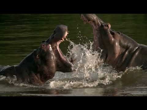 WILD CONGO | Exploring Earth's Most Unreachable Places | 4K