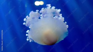 pulsing mediterranean jelly movement fried egg jellyfish cotiloriza motion medusa deep blue underwater background