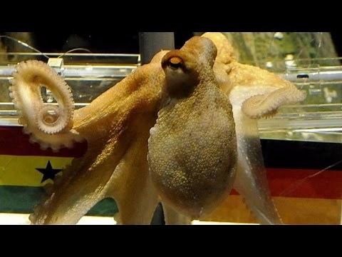 Sneaky Octopus Slips Out of Aquarium Tank, Travels Down Drain Pipe To Sea