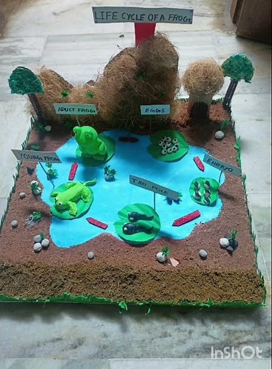 Life cycle of a frog 🐸 school science project