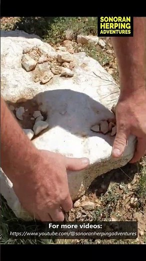 Flipping rocks for snakes, what will we find underneath?