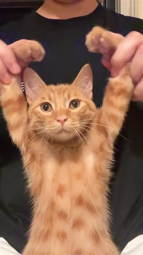 Paws and Claws | Funny Cats | Cats Lovings on Instagram: "My cat ❤️"