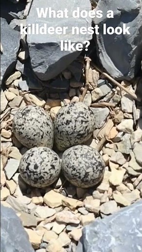 Learn more about killdeer nest and "did it move those big rocks?" in full video.