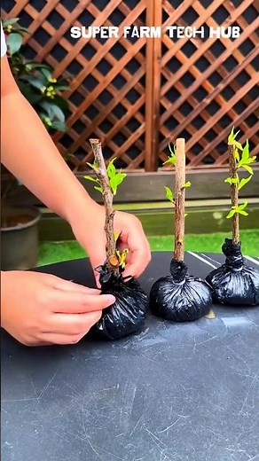 How to Propagate Peach Tree Cuttings 🌱 Traditional Method That Actually Works! | Peach Growing Guide