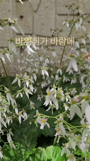 바위취 #구석구석 #바위취 #구독부탁합니다 #노래 #태백시 #강원특별자치도 #대한민국 #공문서작성법강사 #적극행정강사