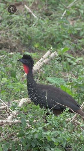 The Jacu almost went extinct #birds
