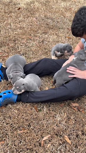 2.6K reactions · 46 shares | These micro bullies think my son is the boss… they’re not wrong. Sire: Fresh Prince Dam: Tator Tot The babies are 5.5 weeks old in this video. #microbully #microbullies #pocketbully #pocketbullies #bullypuppies #microbullypuppies #americanbullylife #americanbullynation #bullybreeder #pocketbullybreeder #microbullybreeder #southeastbullykennels #familyanddogs | Southeast Bully Kennels | Facebook