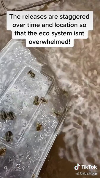 The Incredible Journey of Tadpoles: A Nature Project 🐸