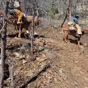 On the trail aboard his mule in Arizona Mtnhighhunters Mtnhighhunters Do you ride a mule on the trails? Let's see them! #trailriding #mules #TuckerSaddles #saddlefit #mountainview #mountainlife #trailriding #backcountry #backcountrycamping #GearUp | Tucker Trail Saddles