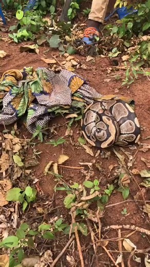 Today is another proud and happy day for me. One of my good followers, Mr. Habeeb Afolabi, just rescued a female ball python and her eggs from people that were going to kill her. I've given him instructions on how to release the snake.I know that many people resist my teaching because it's now what we're used to. I'm however happy with the few who are walking the line. We'll do the little we can do for Nigerian wildlife.