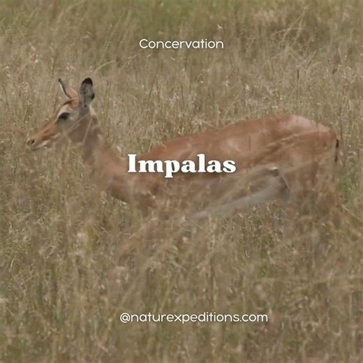 The African Impala #wildlife
