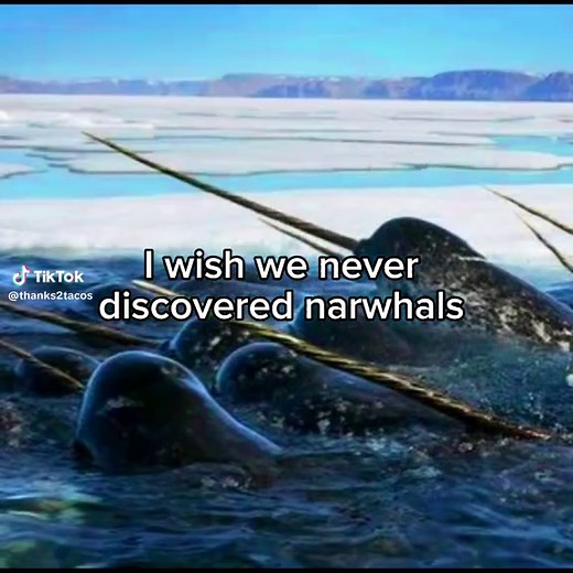 The Threats Facing Narwhals Despite Legal Protections