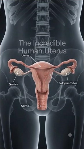 The Incredible Human Uterus Explained 🩺 3D Medical Animation #science #humanbody #medicalanimation