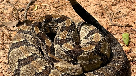 After deadly snake bite in Tennessee, here’s what to know about Alabama’s snakes