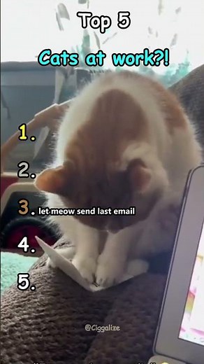Top 5 Cats at work