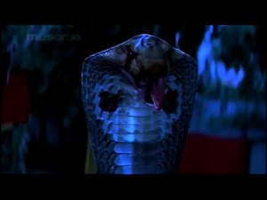 TF Female Snake Revert