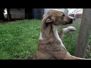 Greyhound care: Breeding to sires with international bloodlines