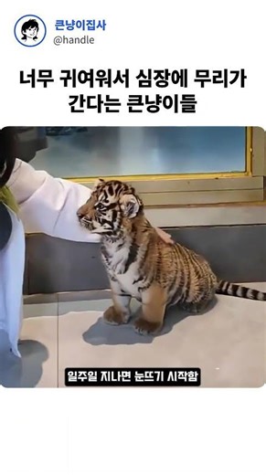 1kg 아기 고양이가 1년 만에 100kg 호랑이가 된다고? 🐯 (반전 주의)