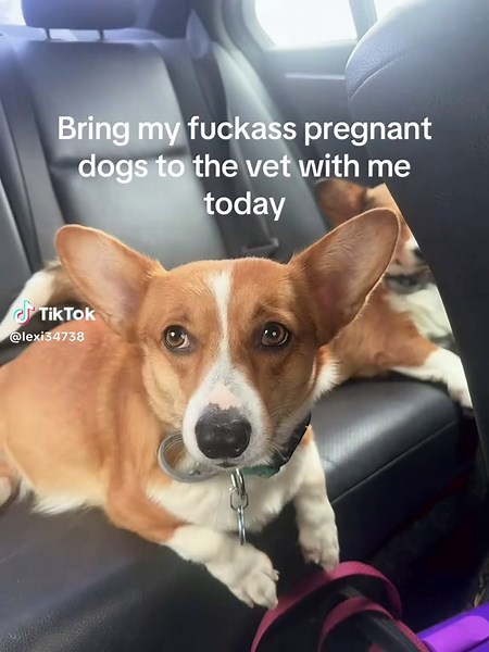 Corgi Pregnancy Journey: Vet Visit and X-Ray Reveal