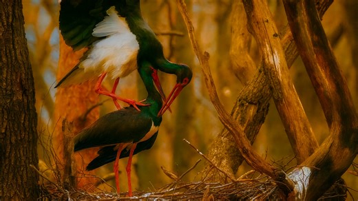 美しい自然と動物たち — シネマティック映像で癒やしの体験