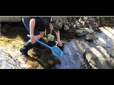 Catching fish and salamanders at the creek!!