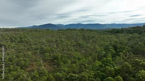 beautiful gum Trees and shrubs in the Australian bush forest. Gumtrees and native plants growing in Australia in spring Stock Video