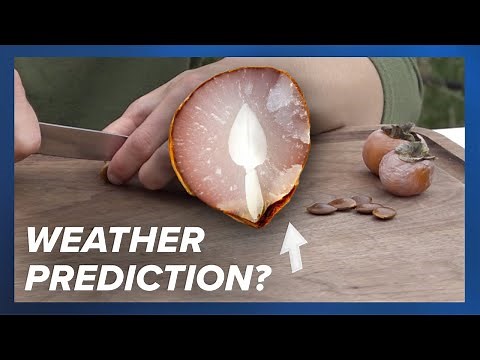 How to use a persimmon seed to predict the weather