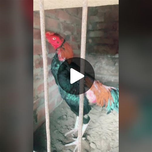 TikTok · Đam mê gà nòi 66666