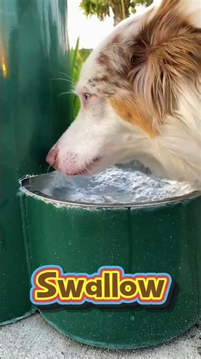 The Strange Truth About Dog Hiccups 😲 #shorts