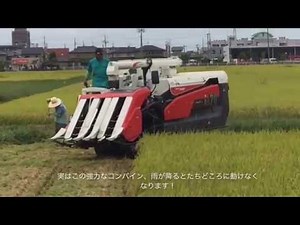庄内平野は稲刈り最盛期になりました