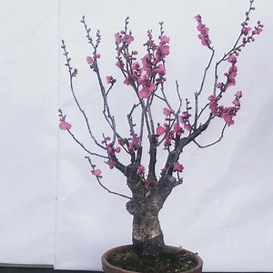 189 reactions · 15 shares | PRUNUS MUME Il. Prunus #mume ha una fioritura precocissima, ma quest’anno ho visto i primi fiori aprirsi già a Dicembre. Nella foto vedete un #Bonsai della varietà Beni chidori. Fiori rosa-rosso cremisi profumati, con stami bianchi. https://ilgarden.it/bonsai-prunus-mume-beni-chidori-rosa-clone.html | IL GARDEN | Facebook