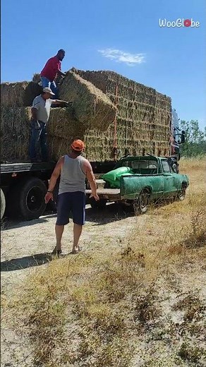 Hay Drop Fails: Hilarious Farm Mishap Caught on Camera || WooGlobe