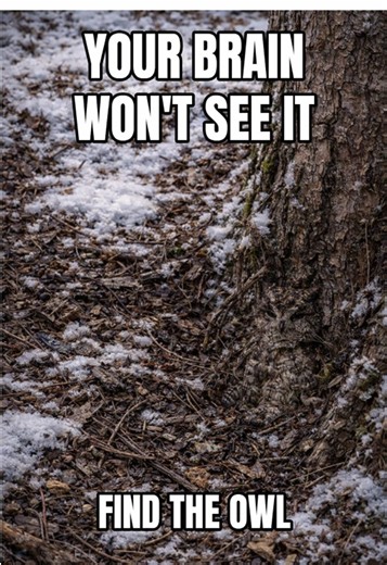 YOUR BRAIN WON’T SEE THIS OWL 👀 you already looked at it… don’t say where 👀 just say how many #findtheowl #hiddenanimal #brainchallenge #camouflage #youmissedit find the owl, hidden owl, camouflage owl, hidden animal, optical illusion, brain challenge