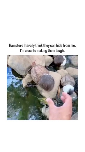2026newtrend on Instagram: "- The post shows a 19-second video of a hand playfully nudging a baby guinea pig emerging from rocks in a garden pond, captioned as hamsters hiding to avoid laughter, garnering 5.5 million views and 8,000 likes within a day. - ⁠Replies predominantly correct the species error—guinea pigs are larger, social rodents unlike smaller solitary hamsters—and a minority raise mild animal welfare concerns over potential stress, though the interaction appears gentle. - ⁠@theismai