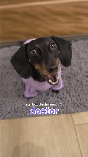Medical emergency #starboxdachshunds